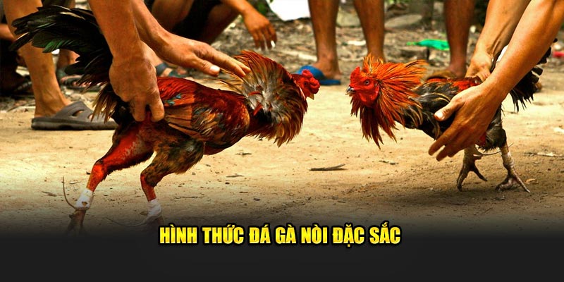 Hình thức đá kê nòi đặc sắc Hình thức đá kê nòi đặc sắc