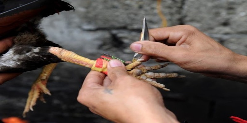 Kinh nghiệm đá gà cựa dao luôn