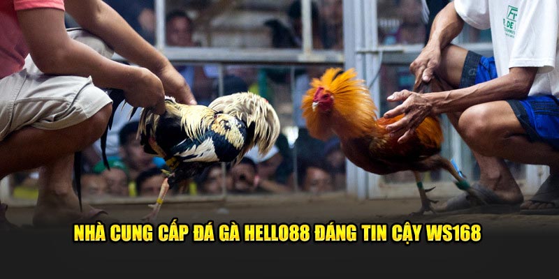 Ws168 - nhà cung cấp uy tín của đá gà hello88 Ws168 - nhà cung cấp uy tín của đá gà hello88