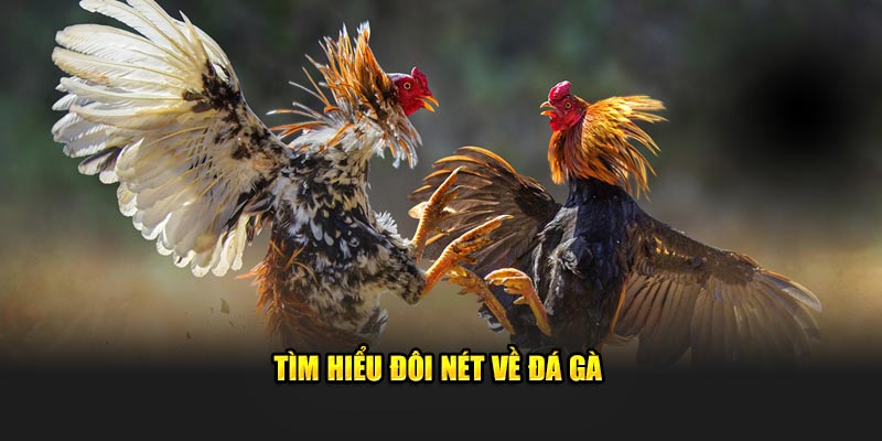 Tìm hiểu đôi nét về đá gà Hello88 Tìm hiểu đôi nét về đá gà Hello88